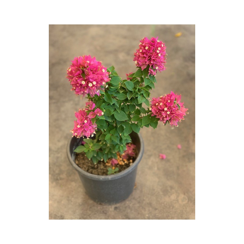 Bougainvillea Pixie ( جهنمية/ مجنونة )