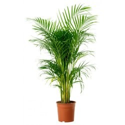 Areca 20CM