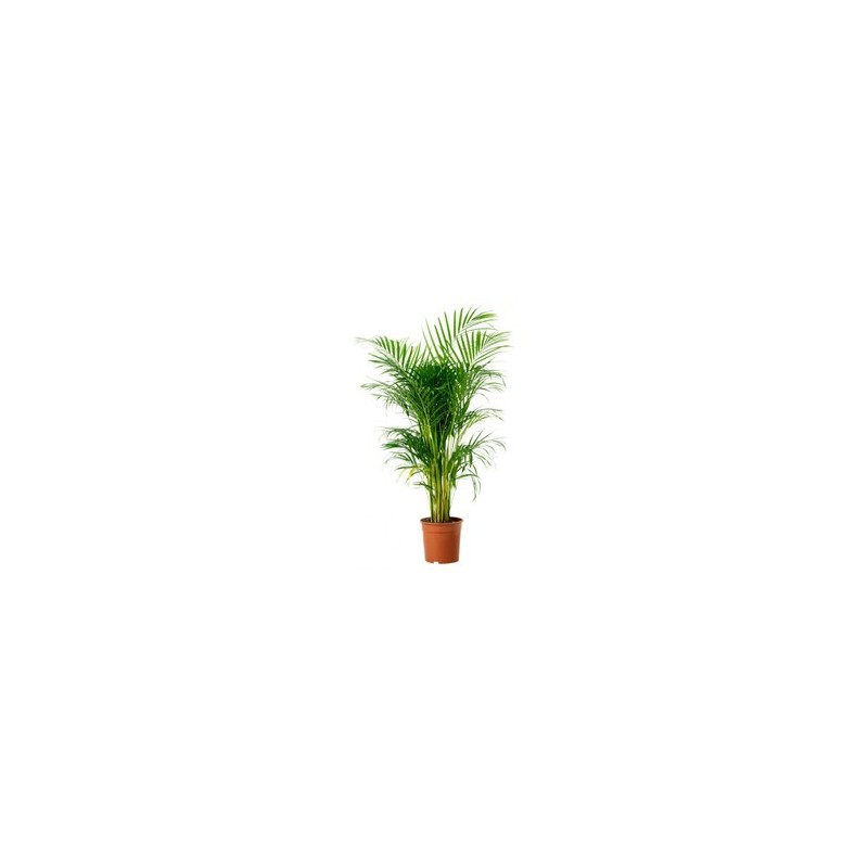 Areca 20CM