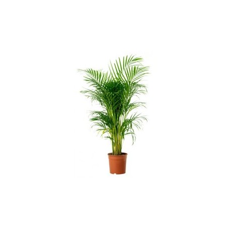 Areca 20CM