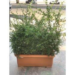 Carmona Microphylla V691