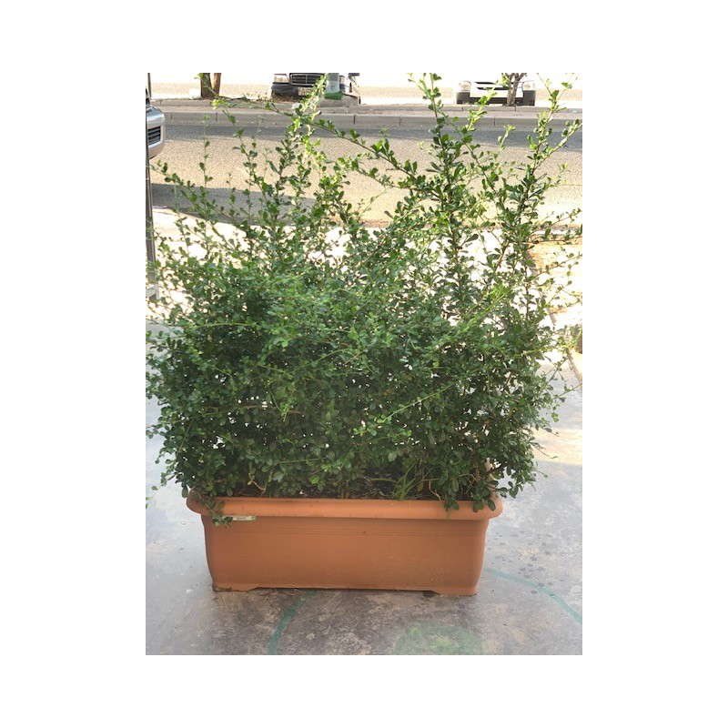 Carmona Microphylla V691