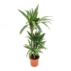 Dracaena warneckii 90/60/30