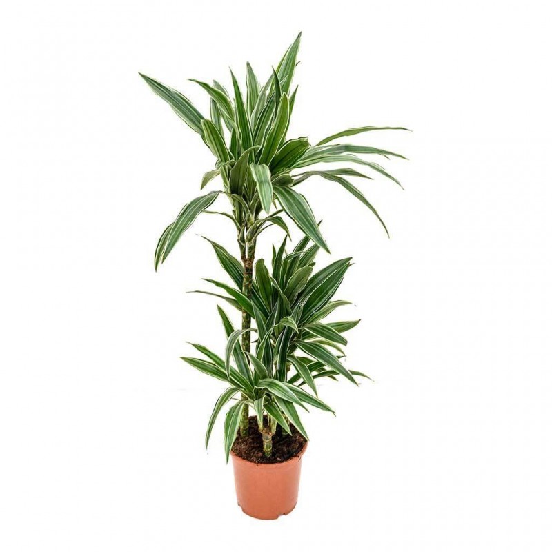 Dracaena warneckii 90/60/30