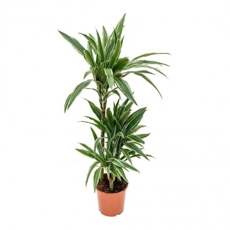 Dracaena warneckii 90/60/30