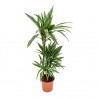 Dracaena warneckii 90/60/30