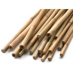 Bamboo Canna 250cm 10 Pcs