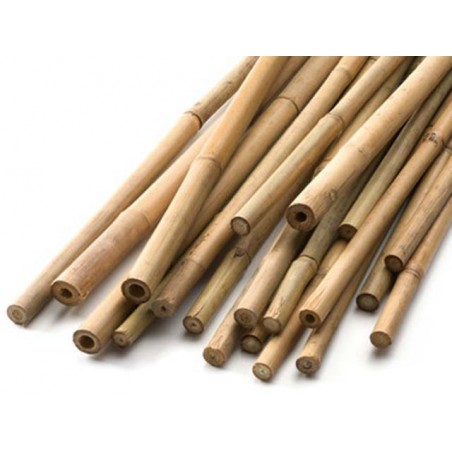 Bamboo Canna 250cm 10 Pcs