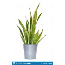 Sansevieria