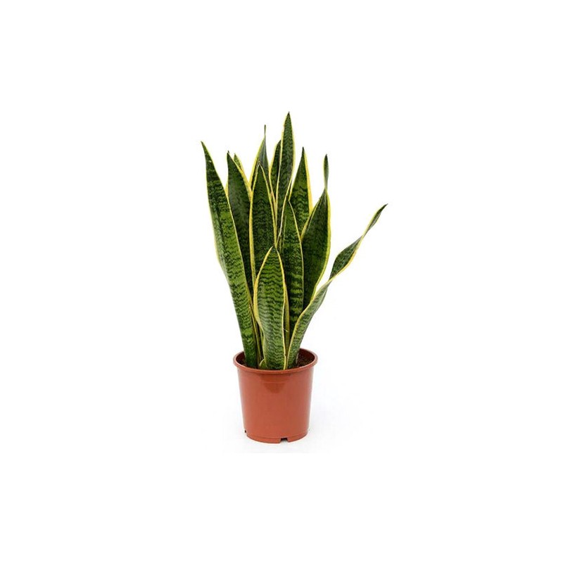 Sansevieria 100cm