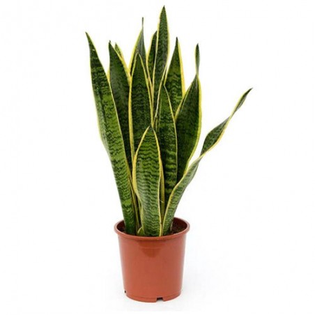Sansevieria 100cm