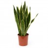 Sansevieria 100cm