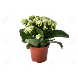 kalanchoe white