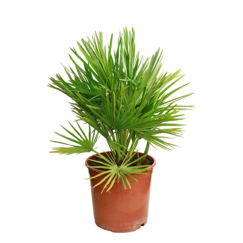 Chamaerops Humilis v22