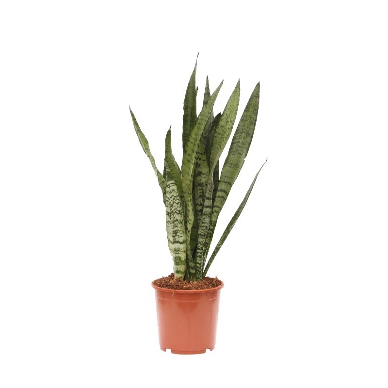 Sansevieria