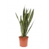 Sansevieria