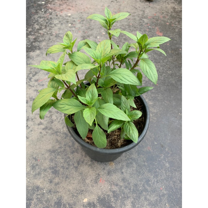 Basil Green 25CM ( مشموم/ ريحان )