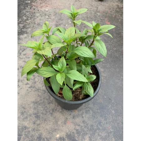 Basil Green 25CM ( مشموم/ ريحان )