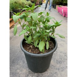 Basil Green 25CM ( مشموم/ ريحان )