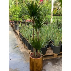 Dracaena Marginata 4pp...