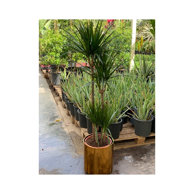 Dracaena Marginata 4pp 90-60-30-15