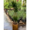 Dracaena Marginata 4pp 90-60-30-15