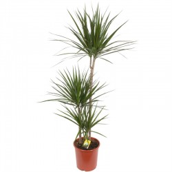 Dracaena Marginata 4pp 90-60-30-15