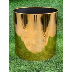 Dracaena Marginata 4pp 90-60-30-15