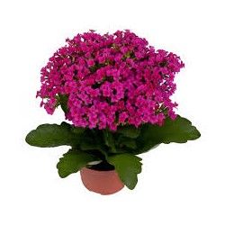 kalanchoe Pink