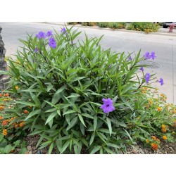 Ruellia