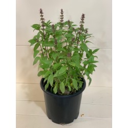 Basil Green 25CM ( مشموم/ ريحان )