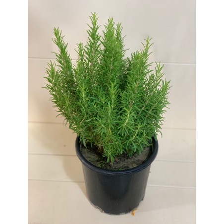 Rosmarinus 25CM ( روزماري/اكليل الجبل )