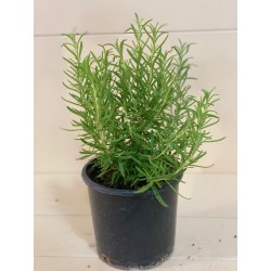 Rosmarinus 15CM ( روزماري/...