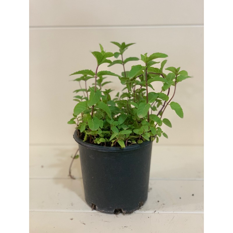 Mentha 15cm ( نعناع )
