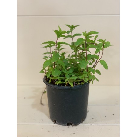 Mentha 15cm ( نعناع )