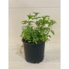 Mentha 15cm ( نعناع )