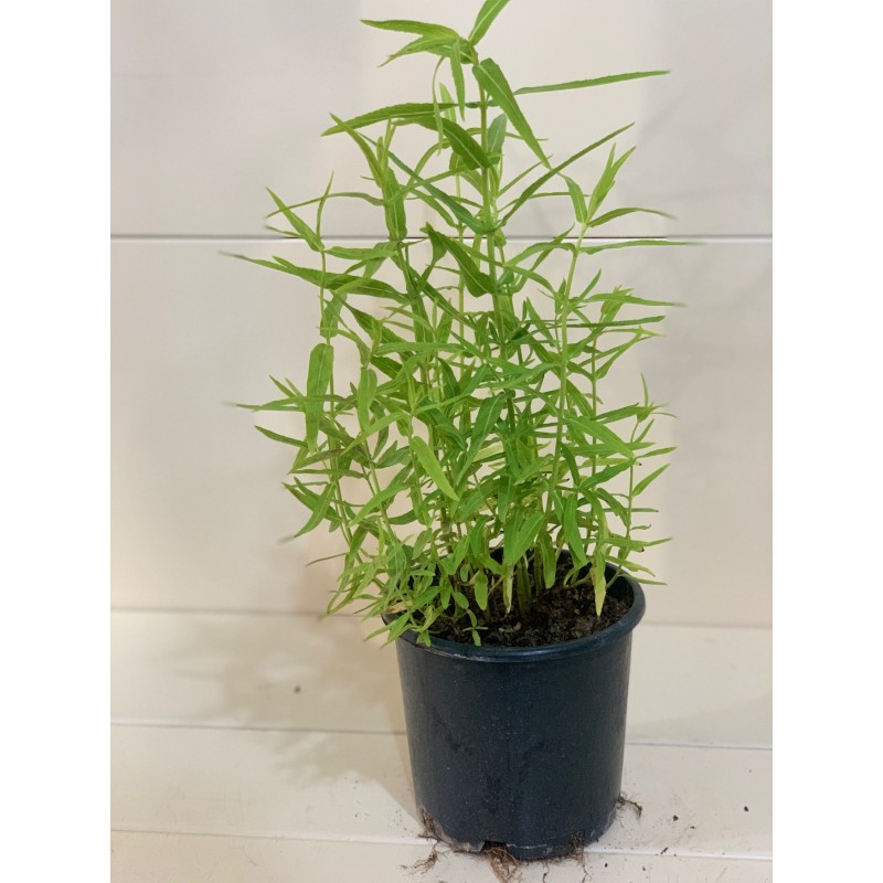 Spearmint 15cm (حبق )