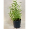 Spearmint 15cm (حبق )
