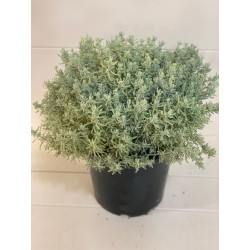 Santolina   ( شيح ) 25cm