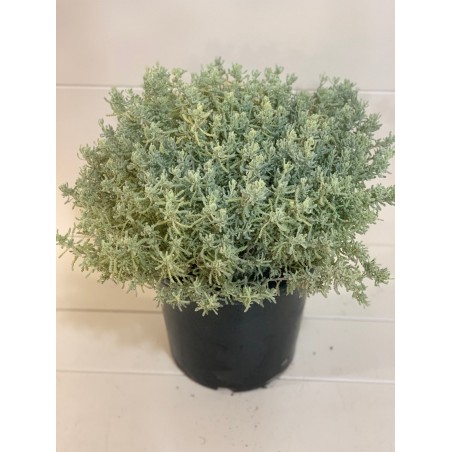 Santolina   ( شيح ) 25cm