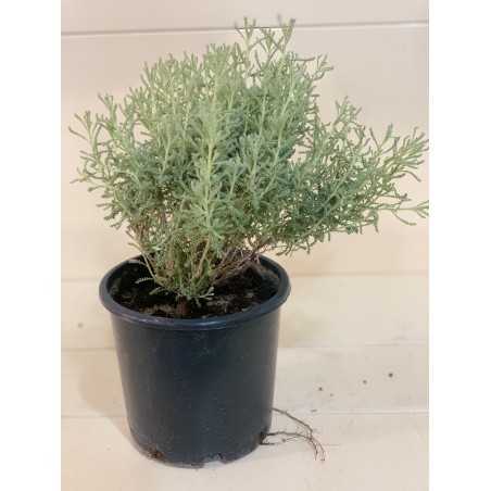 Santolina   ( شيح ) 15cm