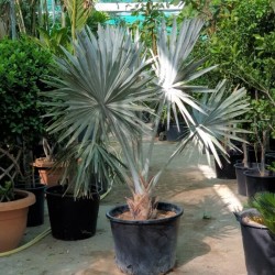 Bismarckia Nobilis silver...