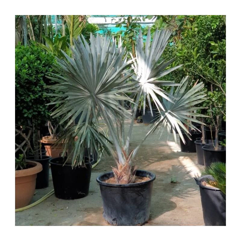 Bismarckia Nobilis silver 70 cm