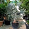 Bismarckia Nobilis silver 70 cm