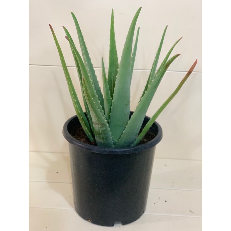 Aloe Vera 25CM