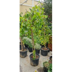 Ziziphus Jujuba ( سدر )