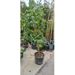 Ziziphus Jujuba ( سدر )