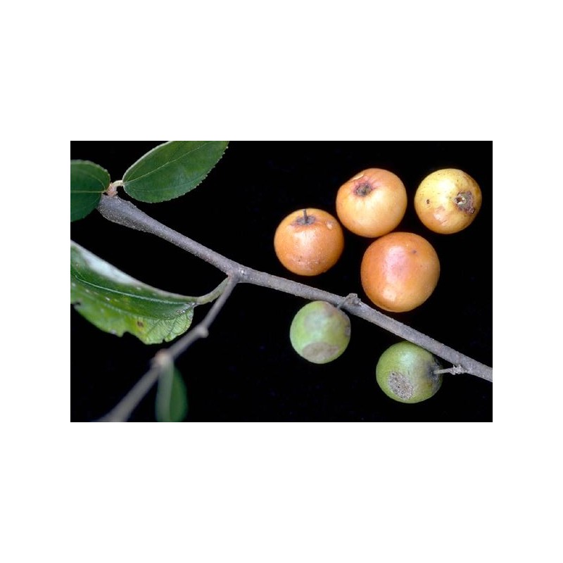 Ziziphus Jujuba ( سدر )