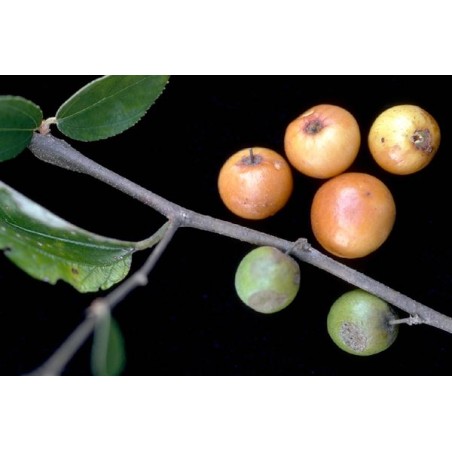 Ziziphus Jujuba ( سدر )