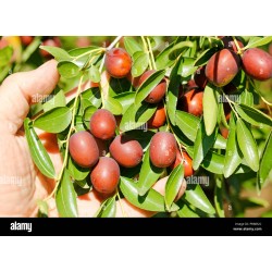 Ziziphus Jujuba ( سدر )